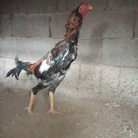 Taşkent horaz