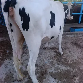 boğaz gunajyn