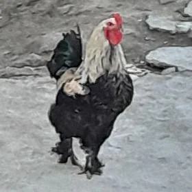 horaz