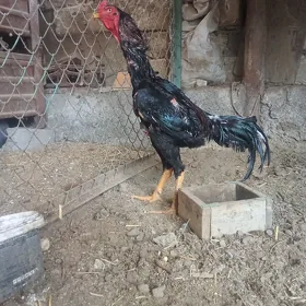 Taşkent horaz