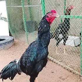 taşgent horoz