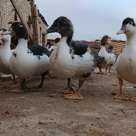 indavutga gara gaz jüyje
