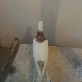 kepderi