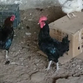 jerski horaz we turkmen horaz