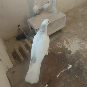 kepderi