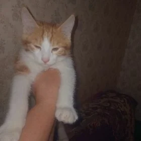 Котёнок по кличке Сима