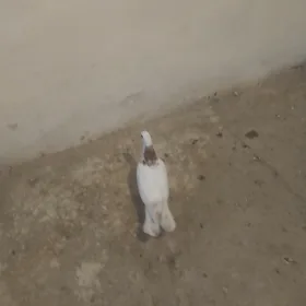 kepderi