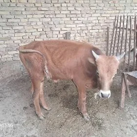 öküzçe
