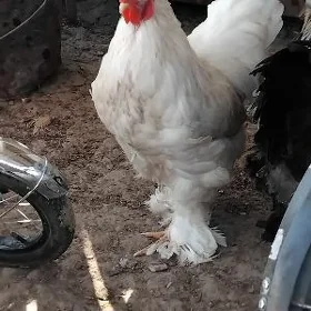 Brama ak hraz