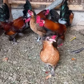 karlik towuk we horazlar