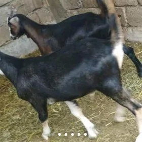 erkeç