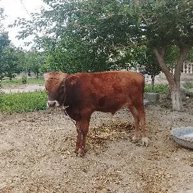 Öküz