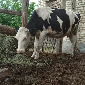 Galşteyin sygyr