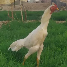 Horaz
