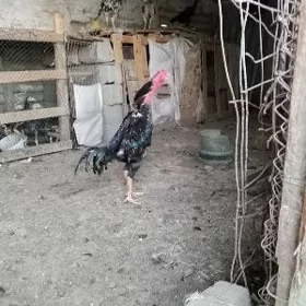 Taskenit horoz