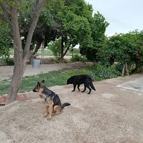 Afçarka it
