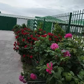 Taze zaman ️ Тазе заман