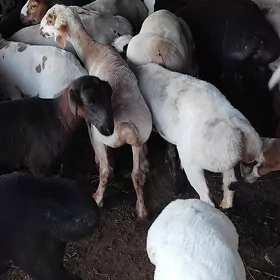 owgan gissar goyunlar toklylar