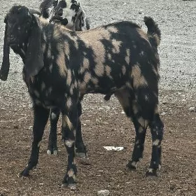 ARASSA PAKISTAN TEKELER