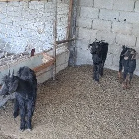 çebis