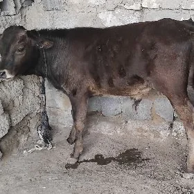 GARA OKÛZ ŞWES