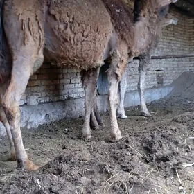Семиз дуйелер