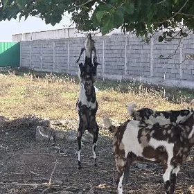 ARASSA PAKISTAN GEÇILER