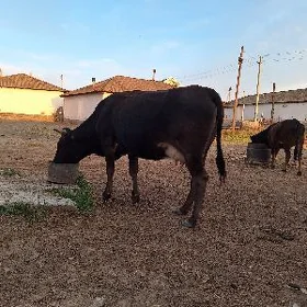 Sygyr