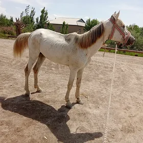 hanjar