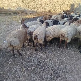 issek oweç