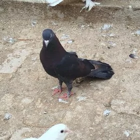 kepderi
