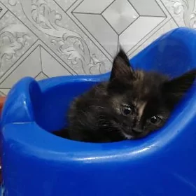 котята