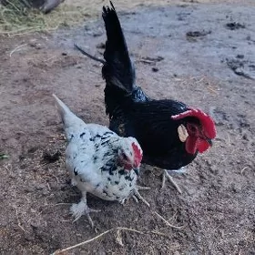 Yaponcik