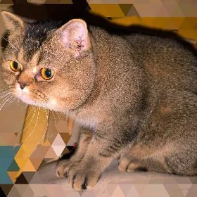 ВИСЛОУХИЙ КОТ