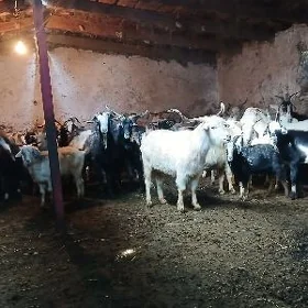 Geçi