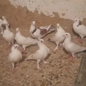 kepderi