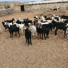 Geçi