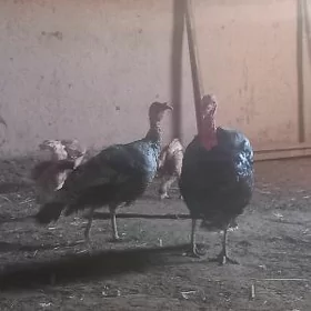 Towuk induk