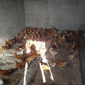 satlyk juyje