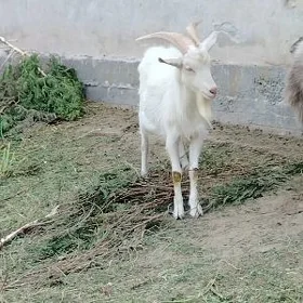 Geci teke zanen