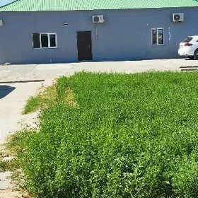 Tàze eŷam satlyk