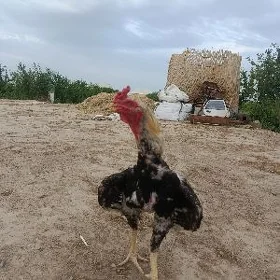 Baýsy horaz we towuk
