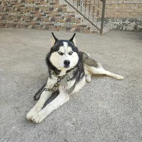 Haski it,gujuk