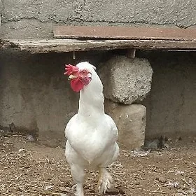 towuk horoz