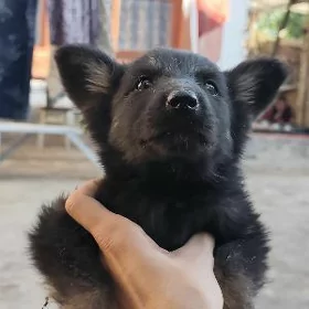 Авчарка