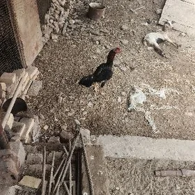 baysow