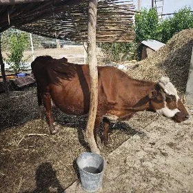 goleli sygyr