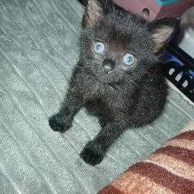 кошечка 