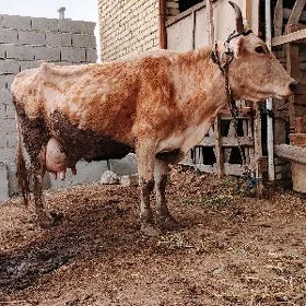 Göleli sygyr