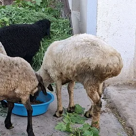 goyun  işşek